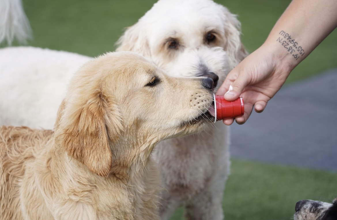 pet-boarding-dog-play-yard