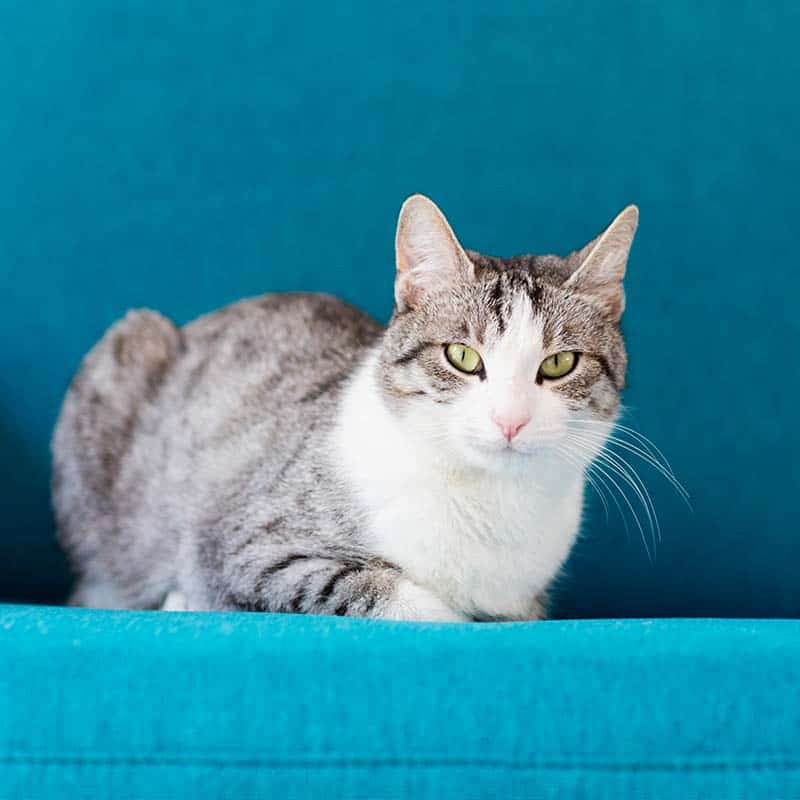 Veterinary Surgery and Orthopedics Veterinary Surgery and Orthopedics