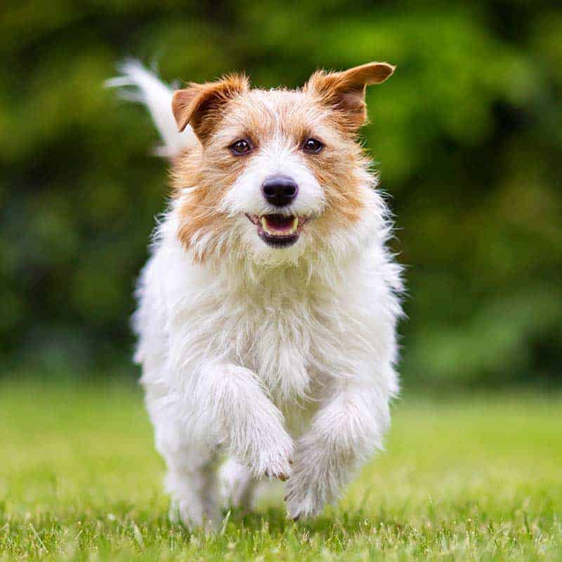 Sick Pet Care/Urgent Care Sick Pet Care/Urgent Care