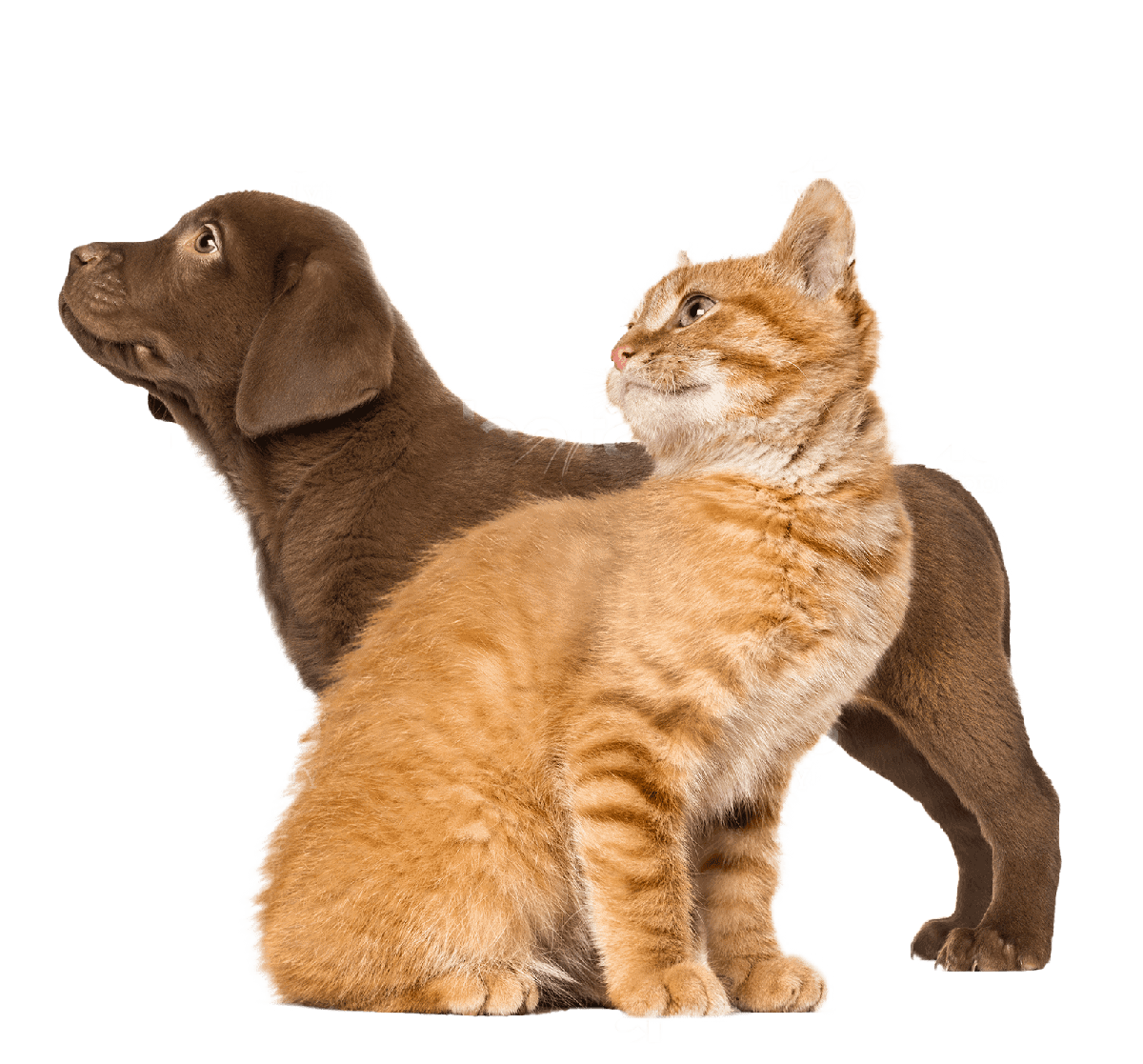 Dog and Cat
