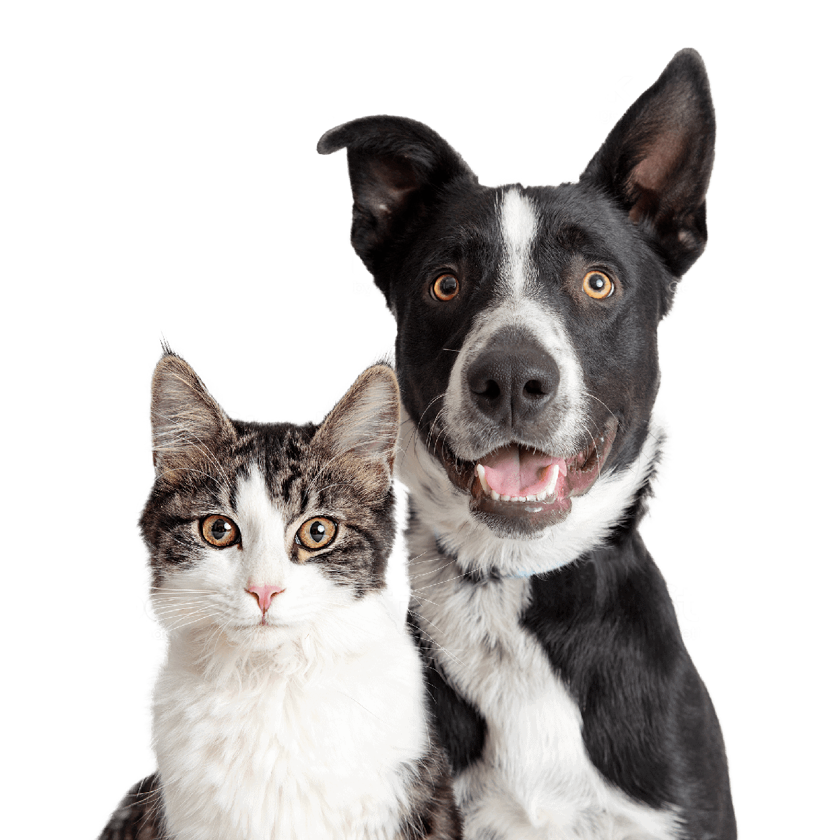 Dog and Cat