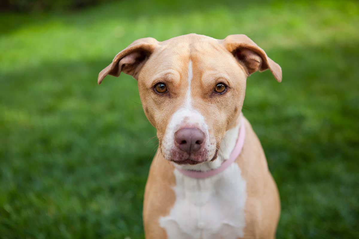 A pitbull in the outdoors A pitbull in the outdoors