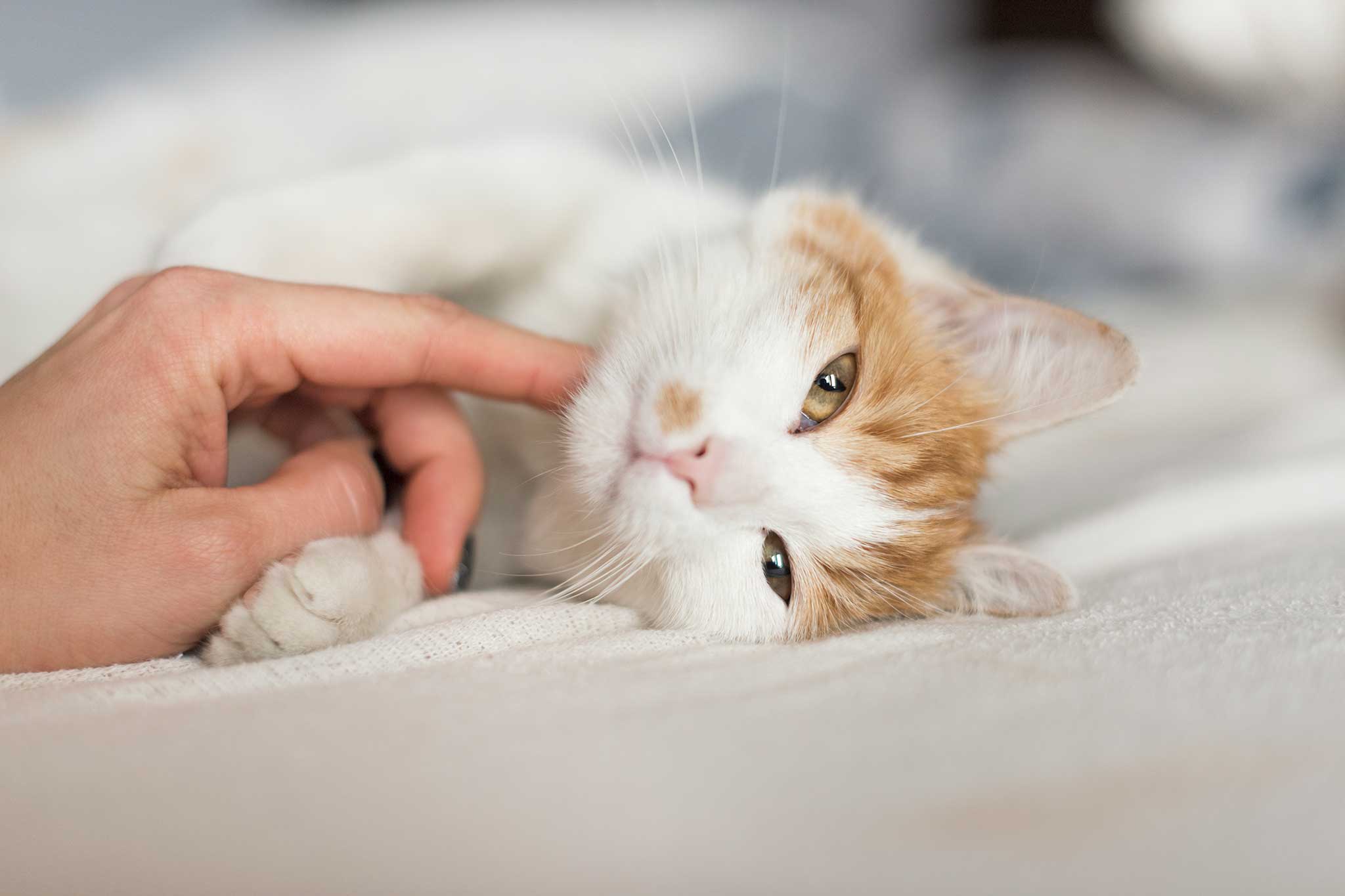 A white and tan cat being petted on a bed