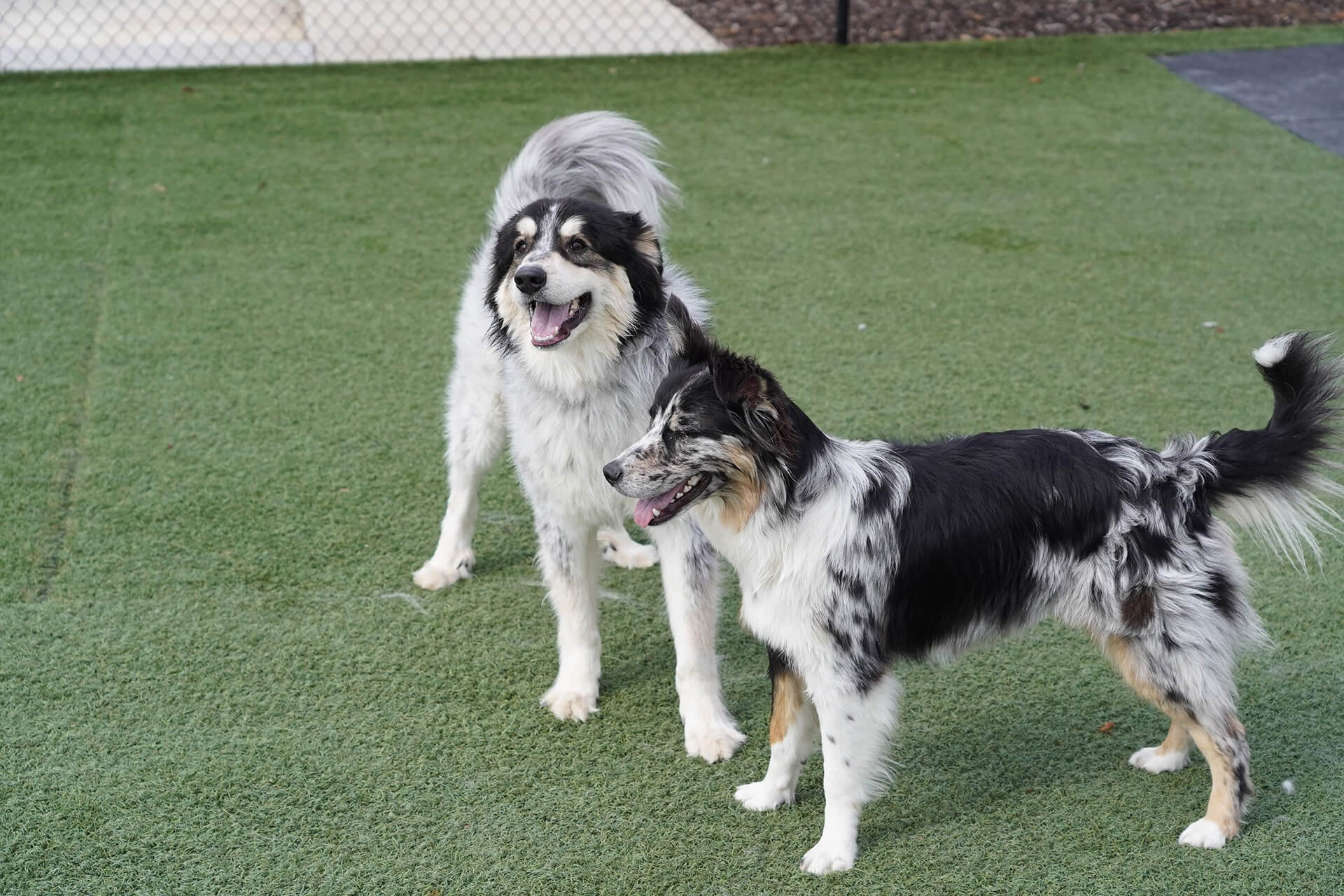 Professional dog daycare services in Huntsville, Alabama Slider Mobile