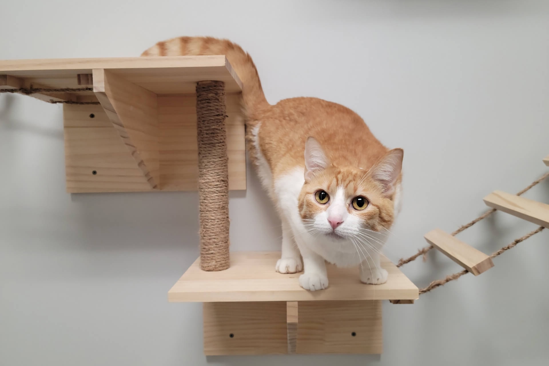 Private cat boarding accommodations at Towne Park Animal Care Center, Huntsville Slider Mobile