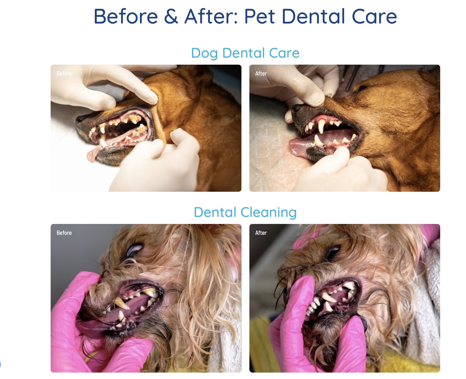 Dental Care